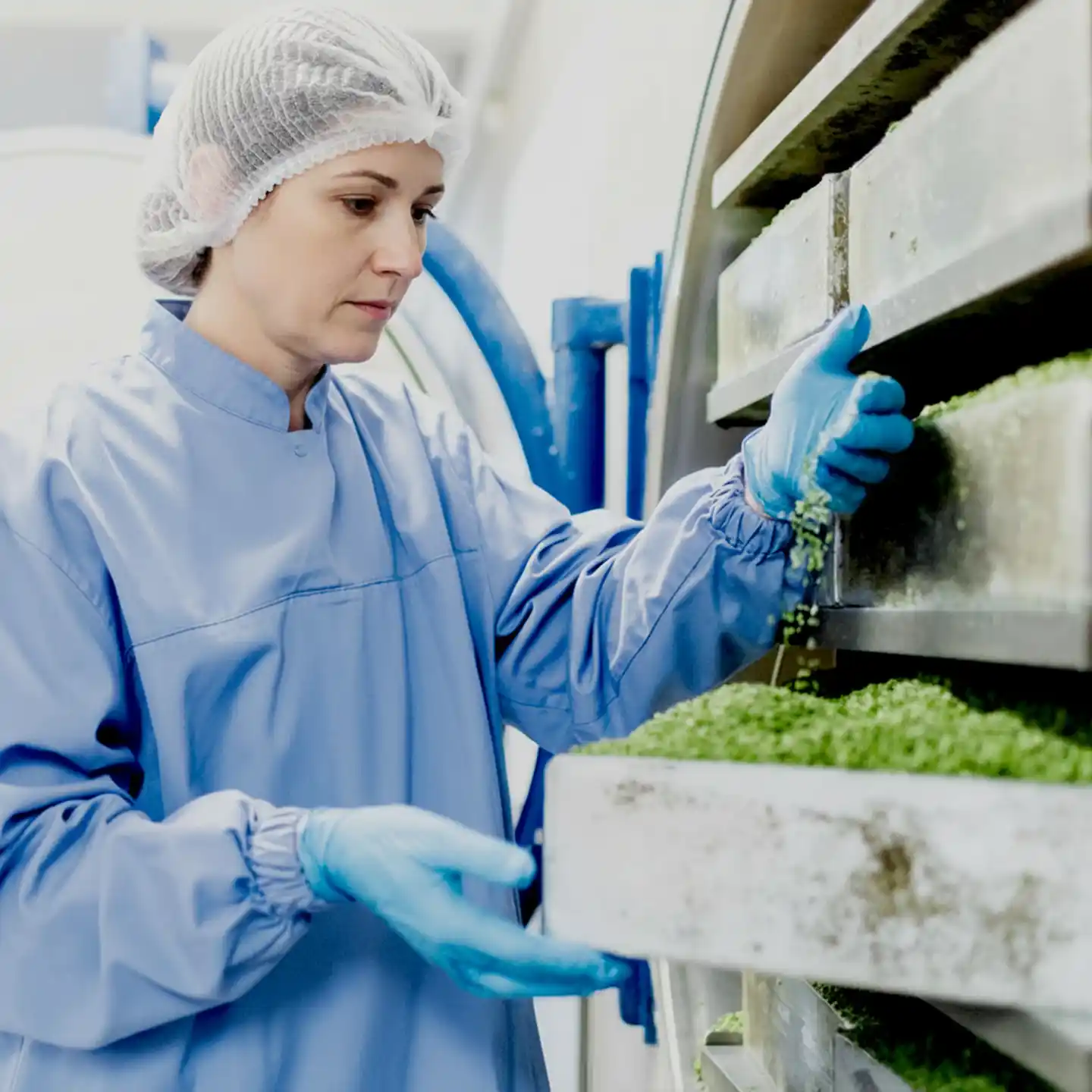 Freeze-drying technician inspecting food during the freeze-drying process.